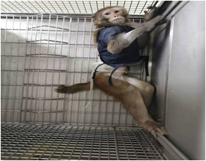 中科奥格异种肾脏移植临床前试验取得重大进展,达到国际先进水平