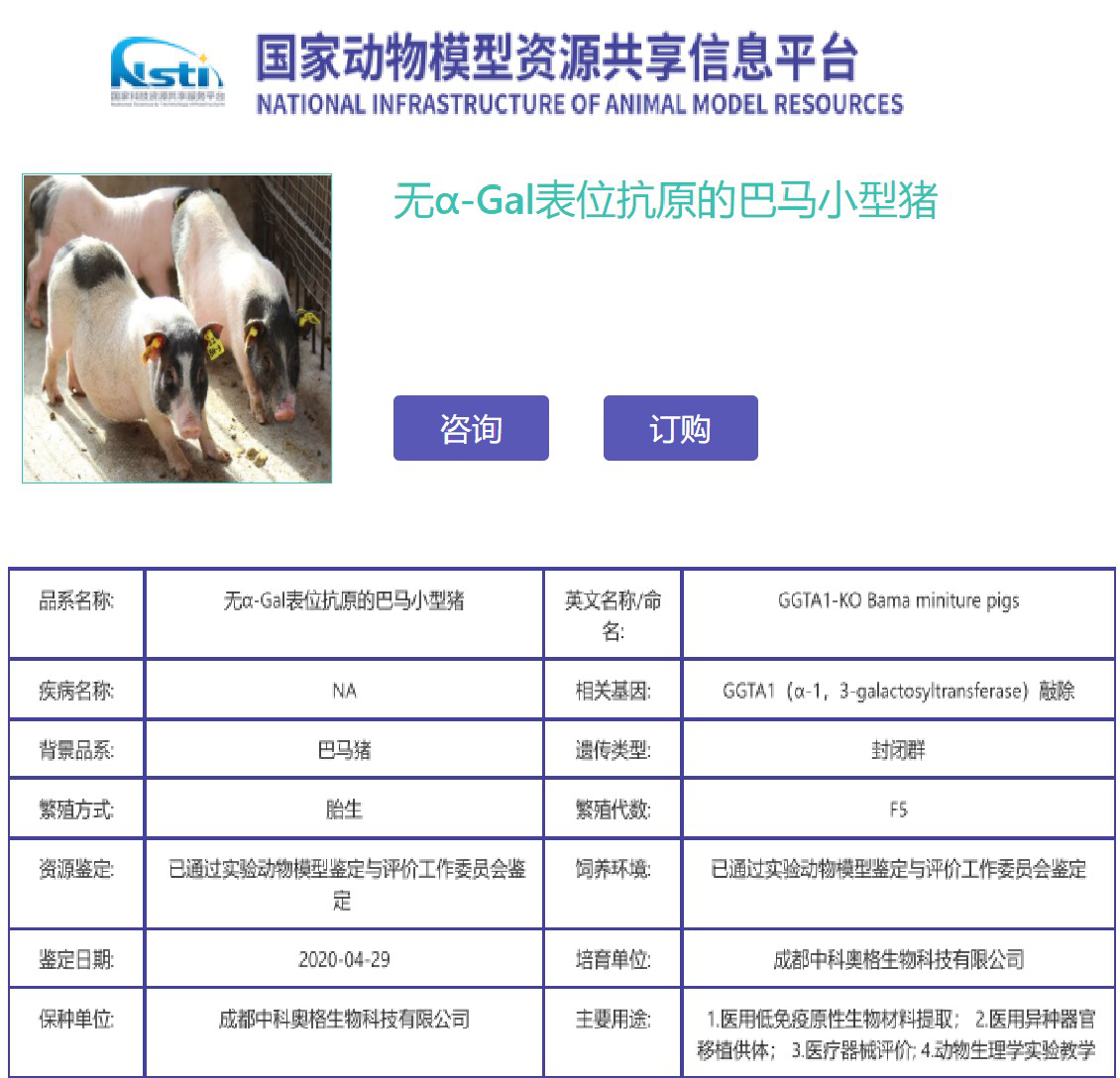 美国FDA批准基因改造猪的医疗用途 推进异种移植事业的发展