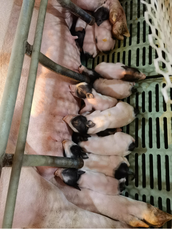 中科奥格基因修饰猪窝产仔猪数及窝产活仔猪数创国际记录