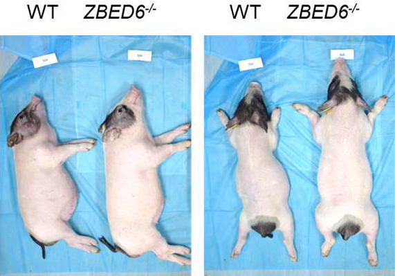 中科奥格在基因编辑小型猪模型上取得多项高水平成果，推动我国小型猪模型的应用