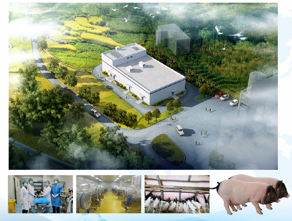 异种肾移植临床前研究新成果再次在免疫学前沿杂志 (Frontiers in Immunology)发表