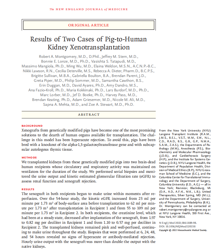 猪肾移植人体研究登顶NEJM，从研究到临床还有多远