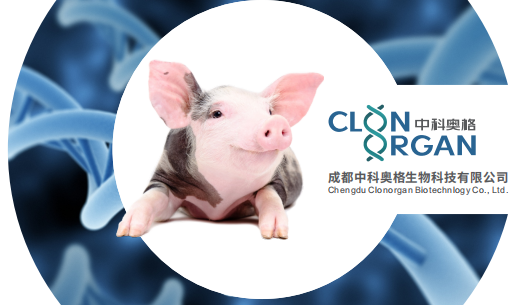 中科奥格与百奥赛图达成CD40抑制剂在异种器官移植领域的合作