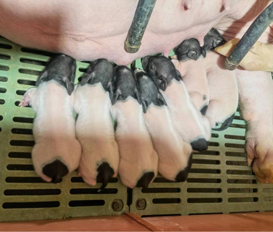 中科奥格六基因供体猪诞生，助力异种移植