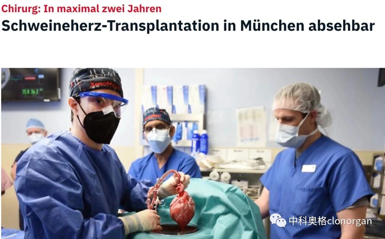 人类移植基因编辑猪心脏研究“最后冲刺”中,预计两年后投入应用