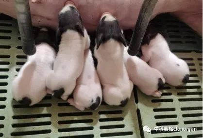 中科奥格第二种六基因猪诞生,增强凝血保护