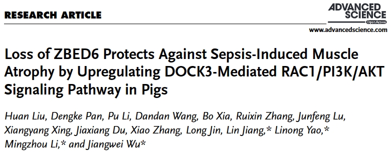 重磅!Advanced Science见刊—应用中科奥格基因编辑猪创制首例脓毒症诱导肌萎缩猪模型
