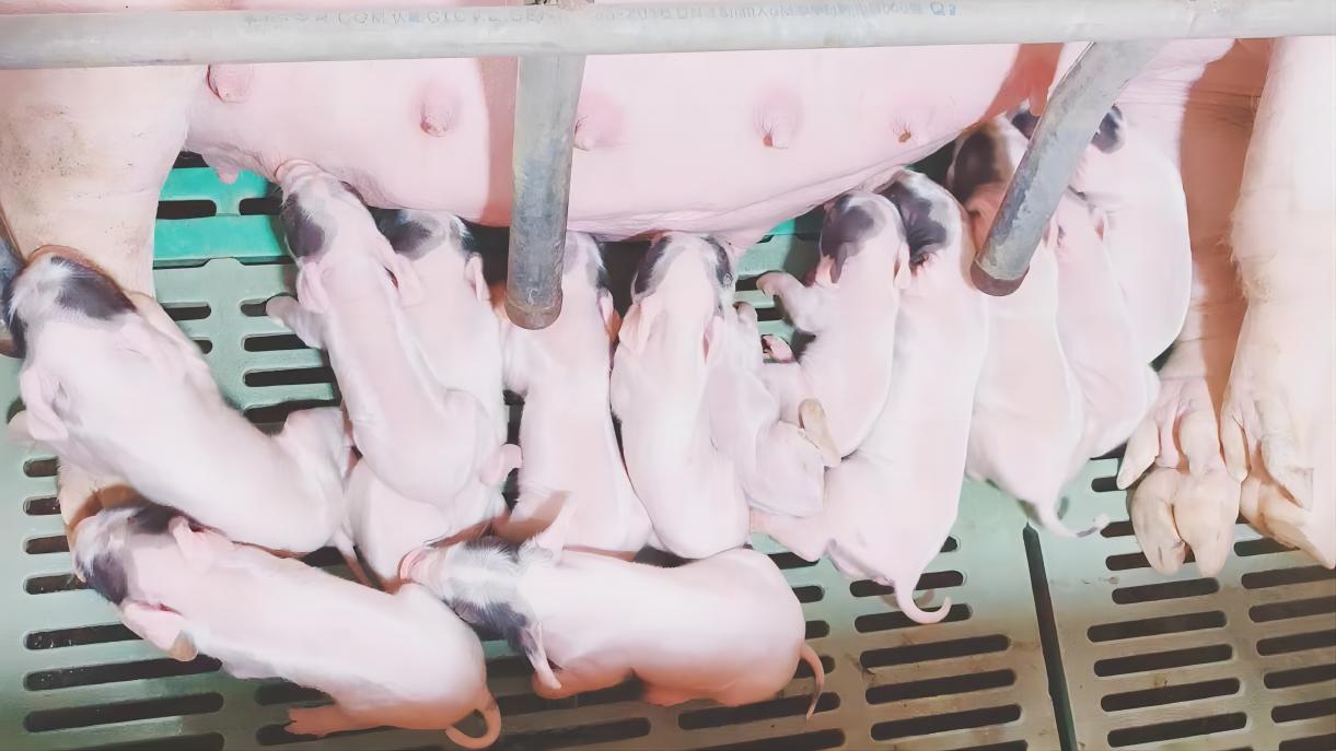 窝产17头，世界新纪录