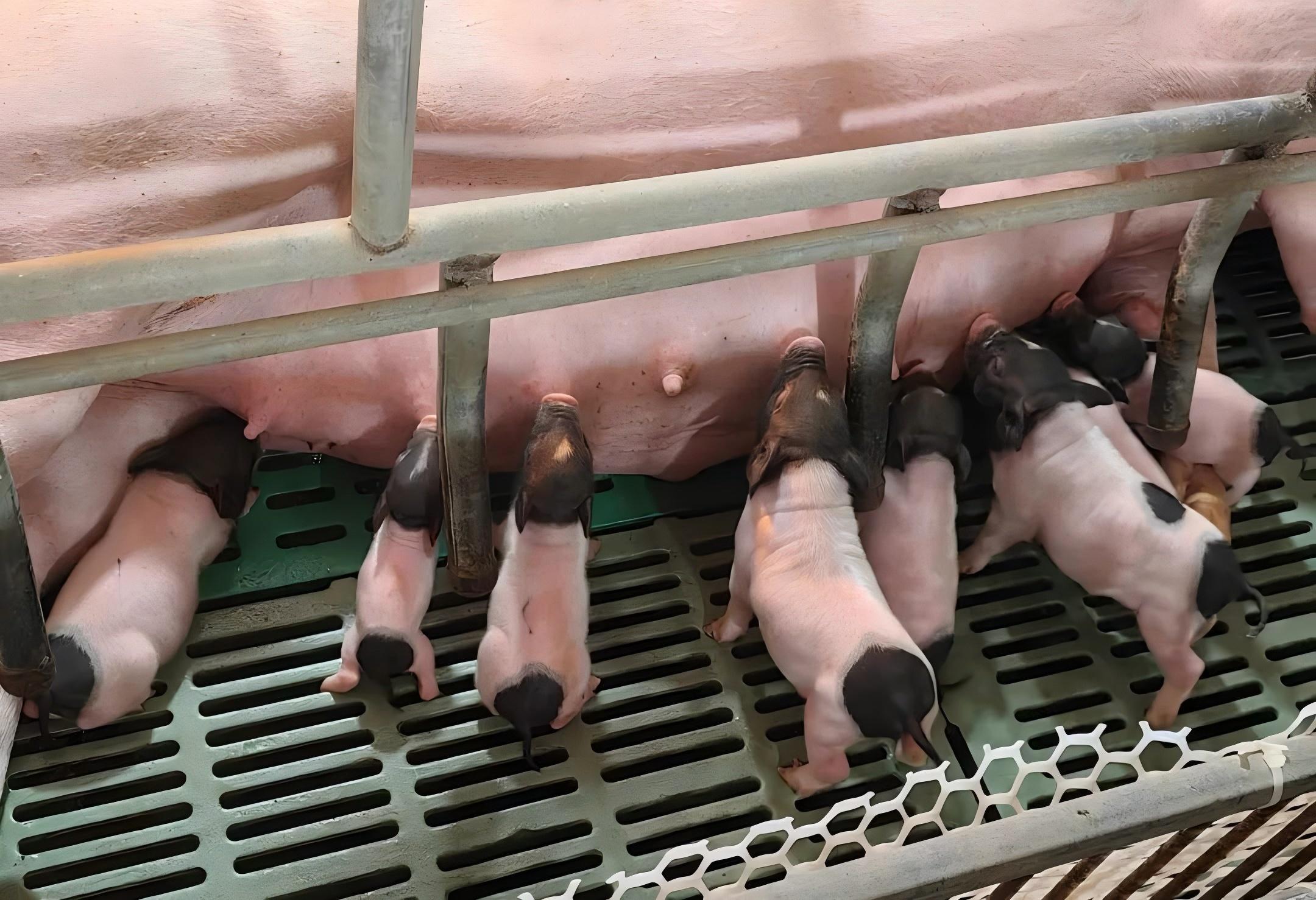 RNP-TKO猪，更安全的异种移植临床供体