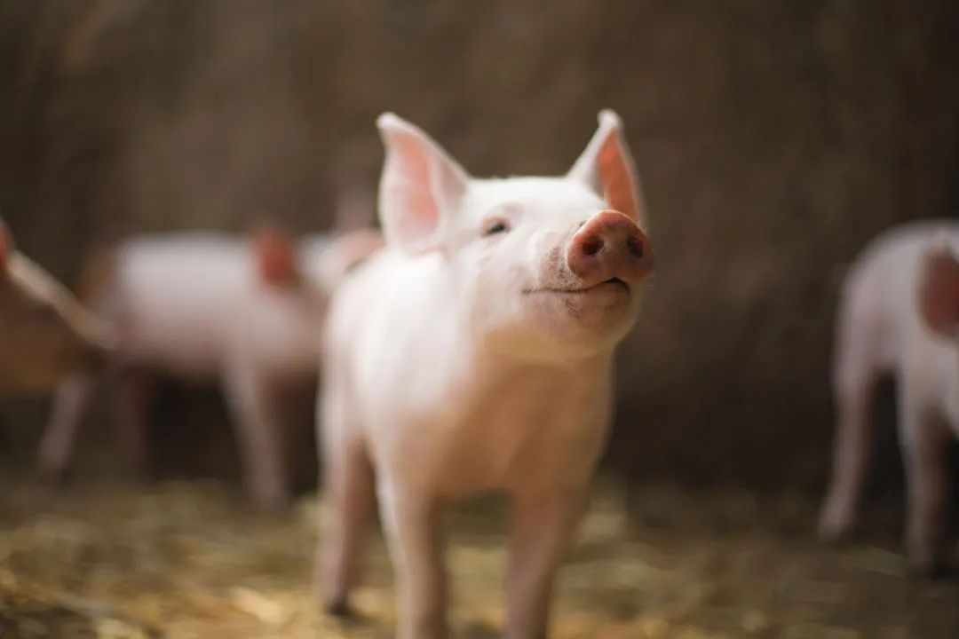 基因编辑猪皮拯救严重烧伤患者