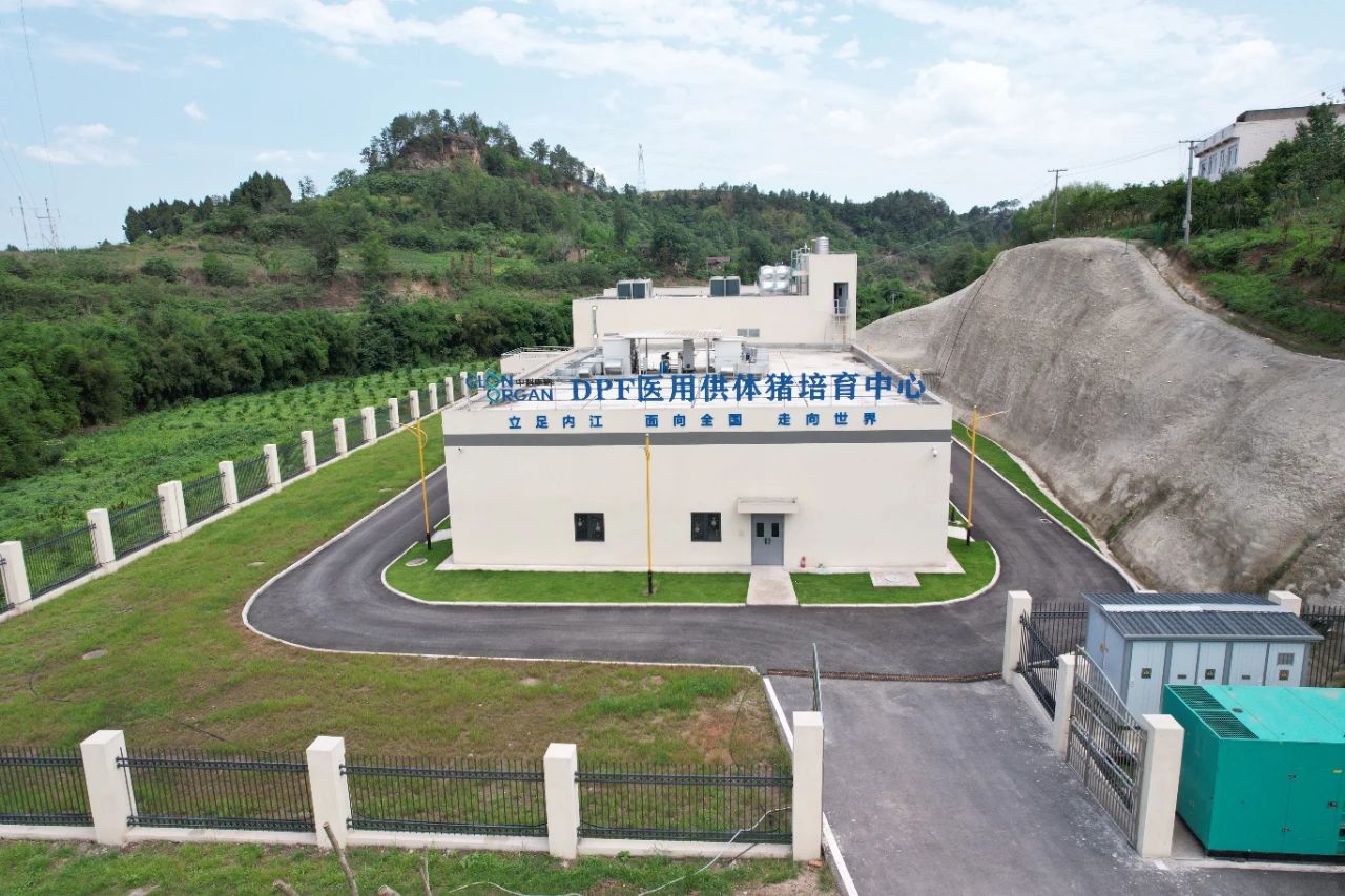 喜报!亚洲首例基因编辑猪肾到终末期肾病患者的成功移植