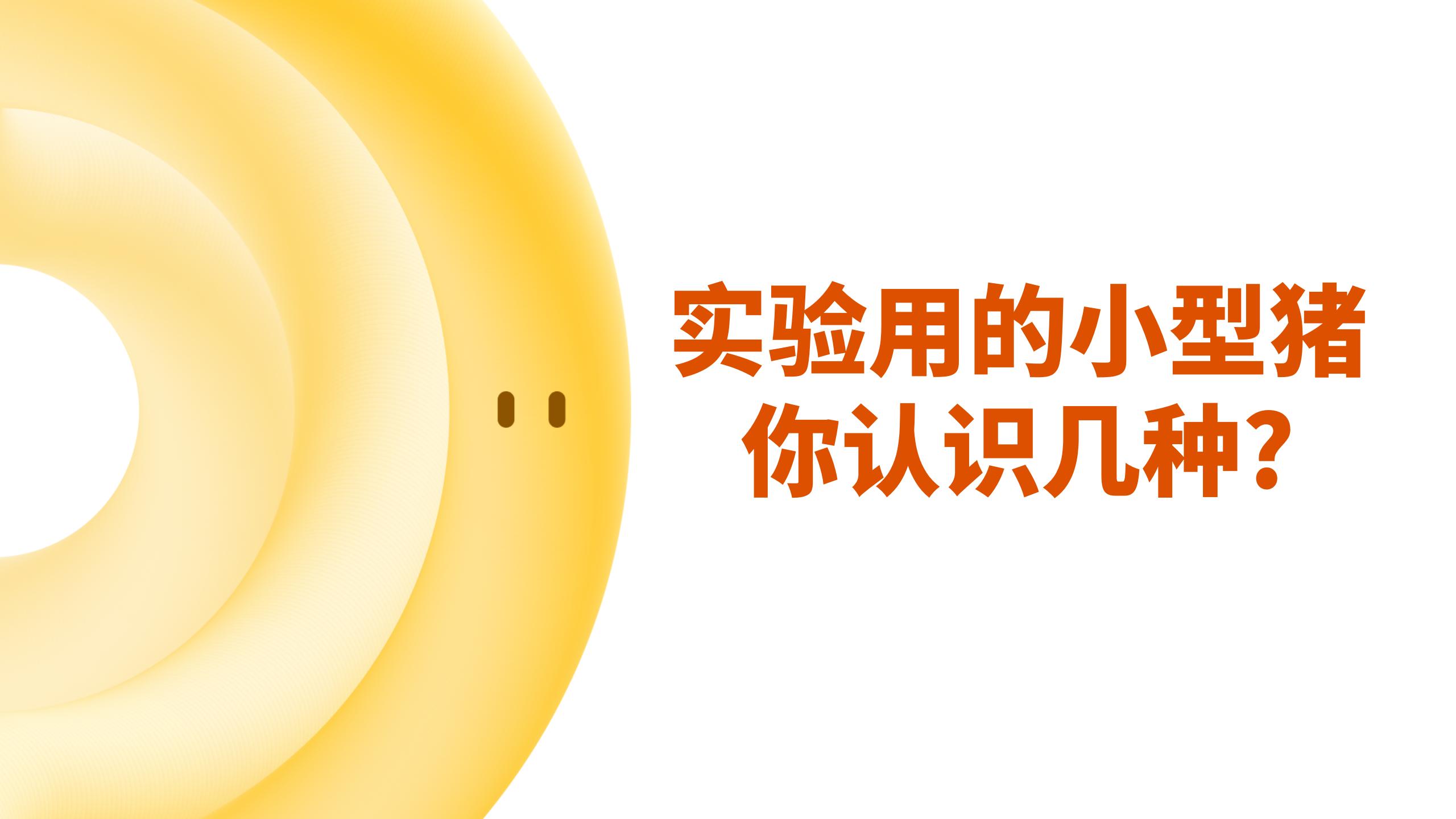 认识实验动物之小型猪
