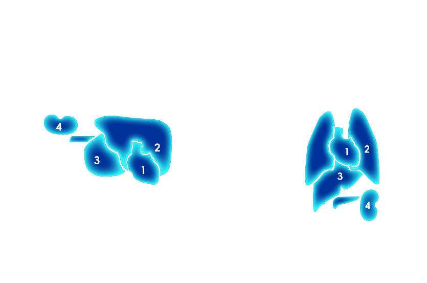Why Choose Pigs for Xenotransplantation?