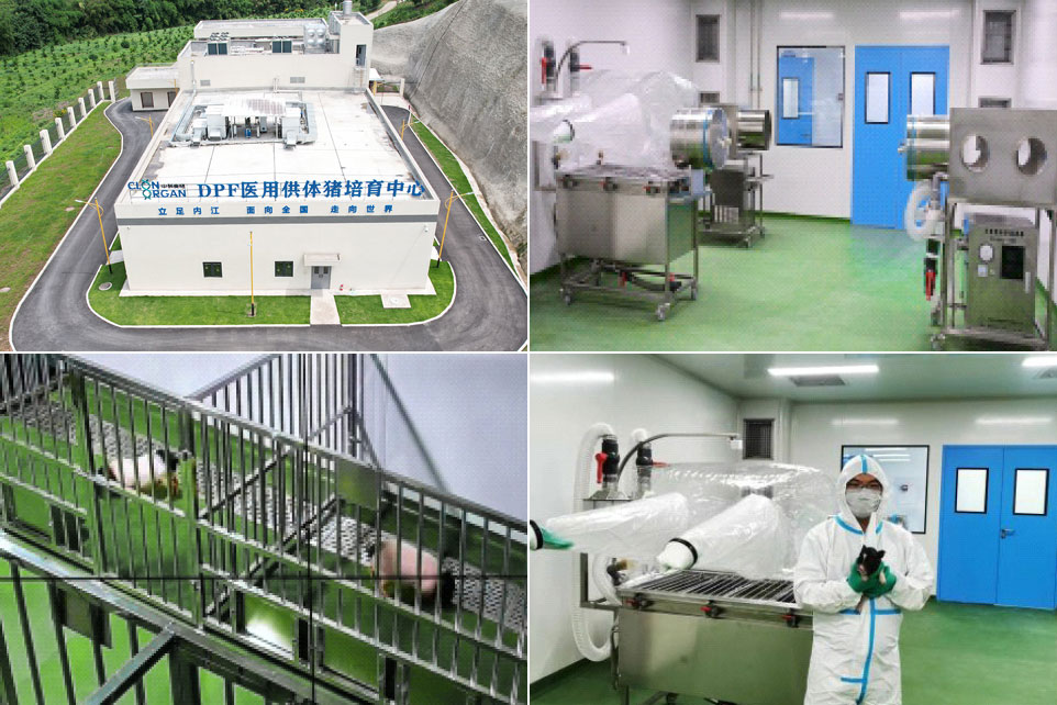 Xenotransplantation Donor Pigs