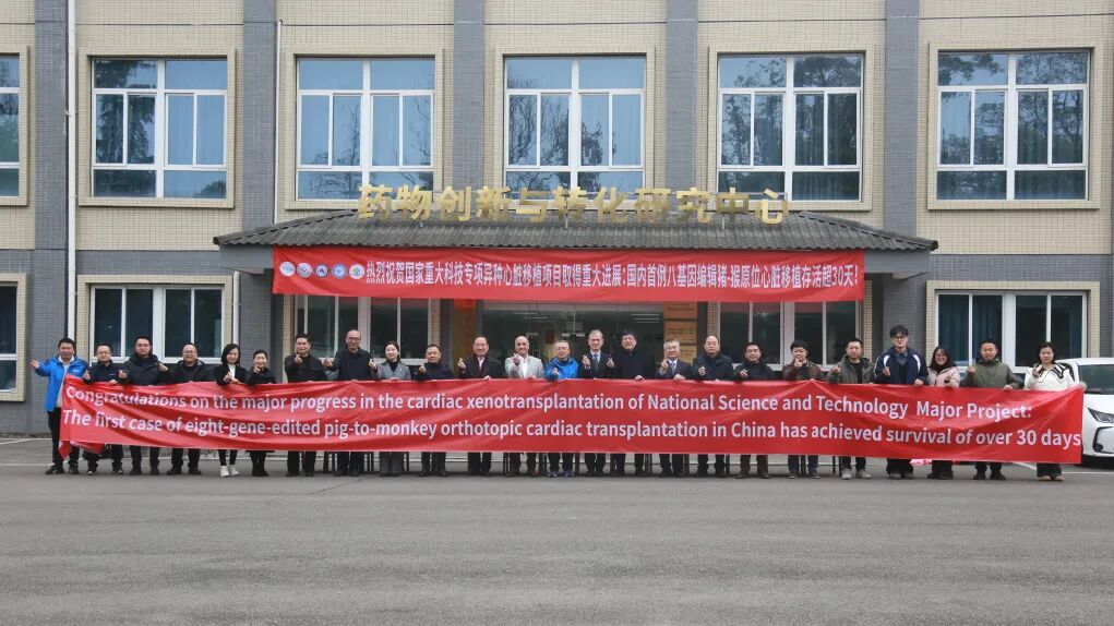 中科奥格8基因编辑猪-猴异种心脏原位移植突破30天，状态良好