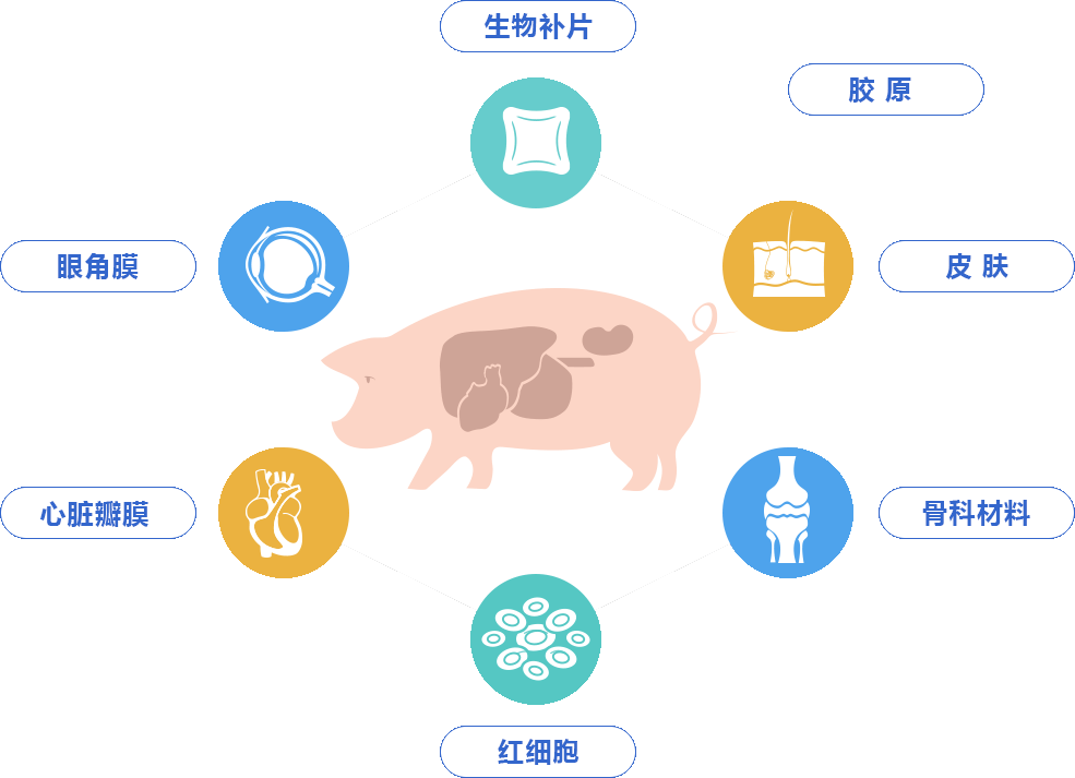 低免疫原性生物材料