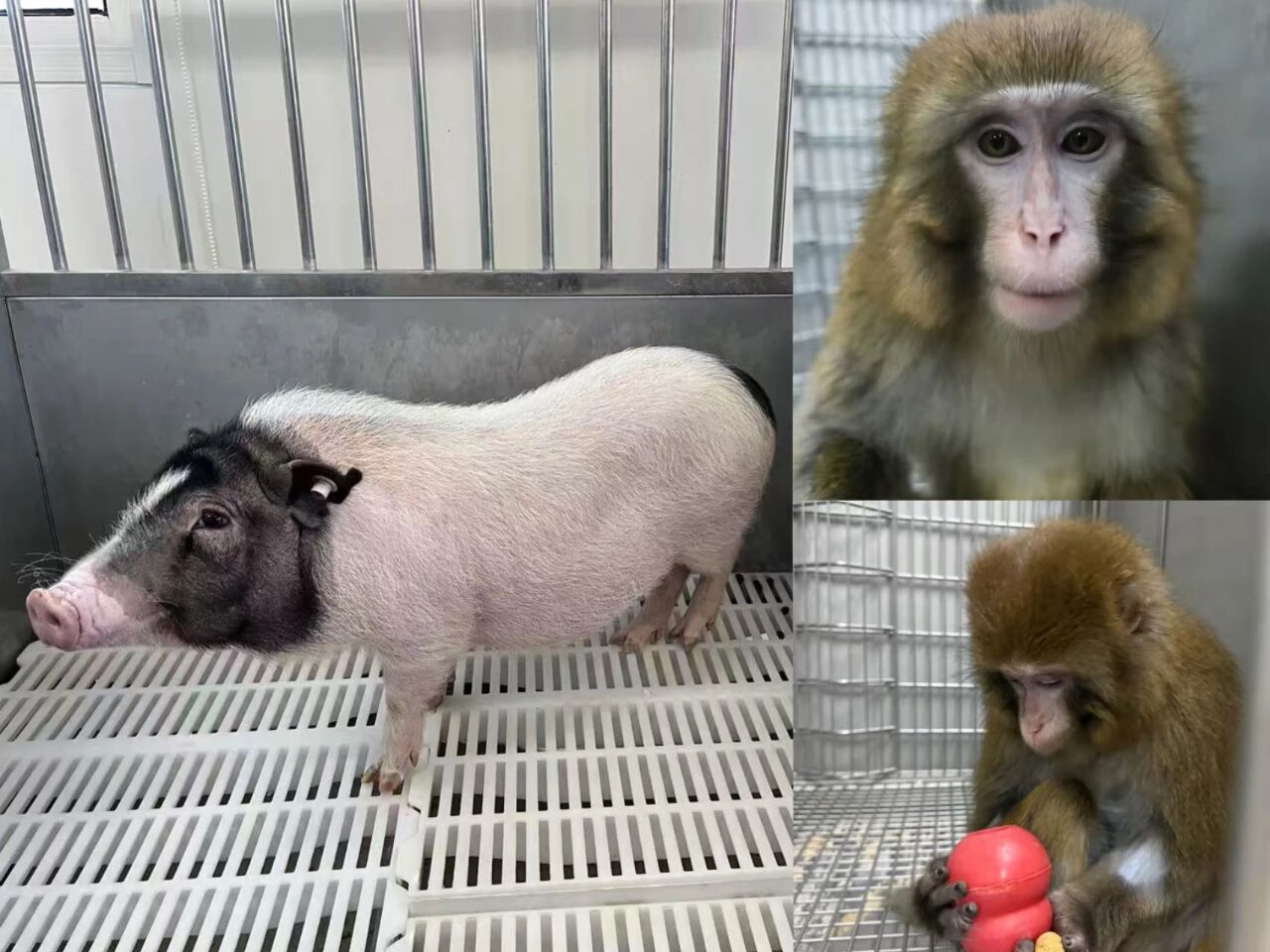 基因编辑猪肾移植到临床前试验长期存活，达国际领先水平
