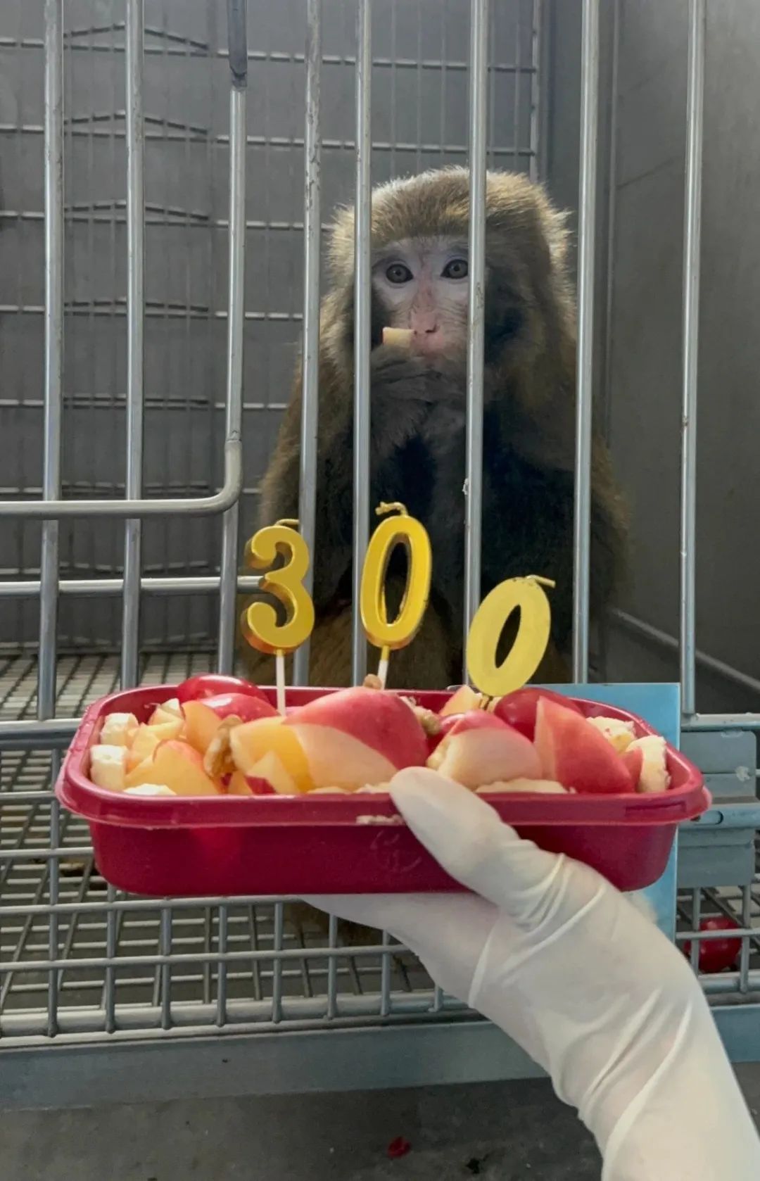 中科奥格四基因编辑猪肾在猕猴体内健康续航超300天
