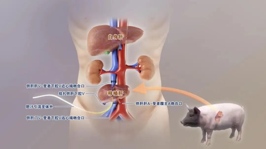 中科奥格成果入选2025年度“中国科学十大进展”！