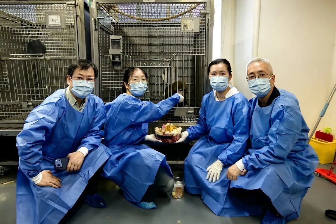 突破600天！中国异种肾移植临床前实验受体猴存活时间达到国际一流水平