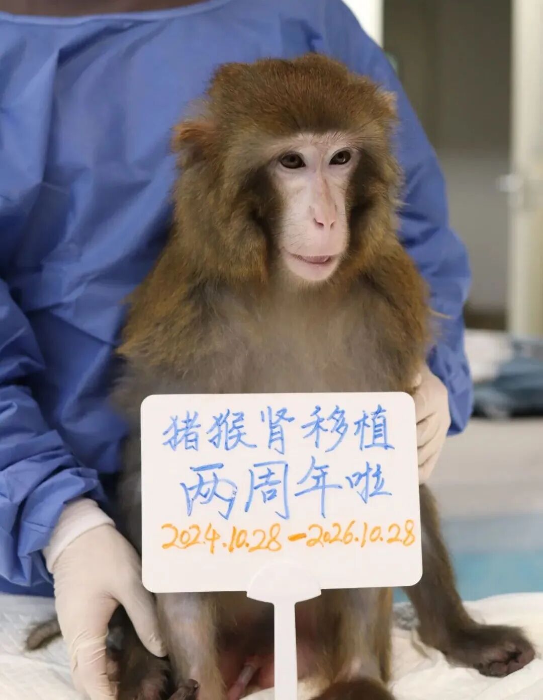 突破2年、国际领先！异种肾移植受体猴存活持续刷新纪录